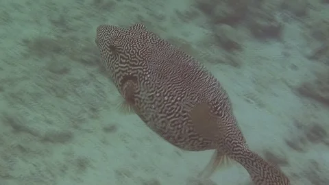Underwater whitespottes puffer Stockbeeldmateriaal 104046485
