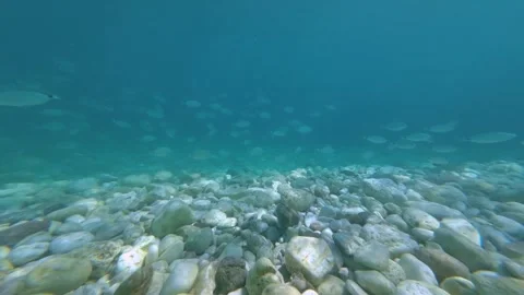 Underwater wide angle in clear blue water with shoal of fish in the back Stock Footage 246582854