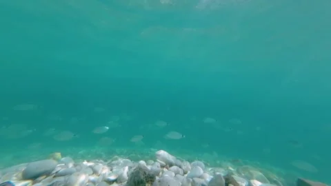 Underwater wide angle in clear blue water with shoal of fish in the back Stock Footage 246583135