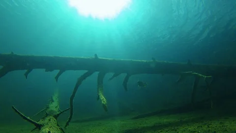 Underwater wide angle landscape of sunken tree and big perch swimming by Video stock 120870643
