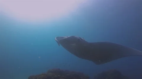 Underwater Wide Angle Of Pelagic Filter Feeder Marine Life Stock Footage 114973410