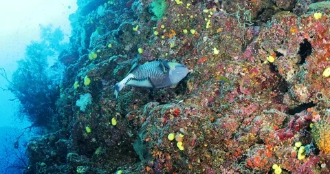 Underwater wide angle, soft corals and trigger fish in frame. Wide angle Stock Footage 120729352