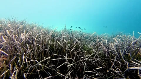 Underwater wide angle view of dense green Posidonia oceanica seagrass meadow 스톡 동영상 330953290