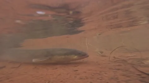 Underwater of wild american eel swimming in shallow muddy waters. Stock Footage 346734848