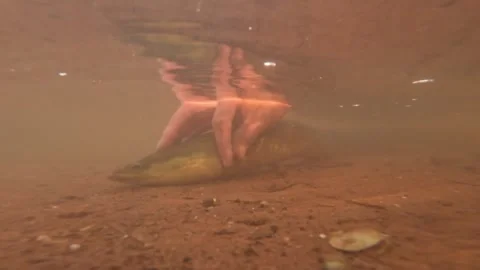 Underwater of wild american eel swimming in shallow muddy waters. Stock Footage 346734862