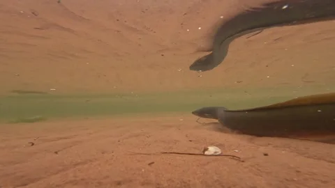 Underwater of wild american eel swimming in shallow muddy waters. Stock Footage 346734908