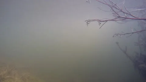 Underwater of Wild Beaver Swimming Murkey Sediment Low Visibility Water in Lake Stock Footage 134054147