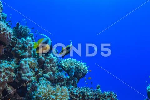Underwater wildlife, coral reef with bannerfhish against blue water in Red se Stock Photos