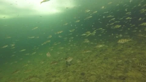 Underwater in the winter, fish under ice Stock Footage 147246032