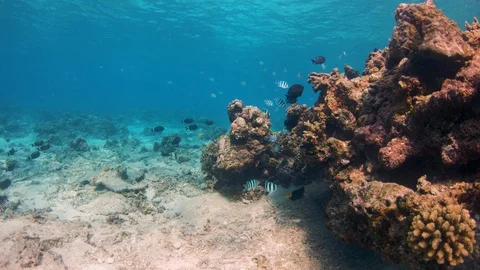 Underwater wonder Stock Footage 89863825