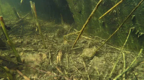 Underwater World 1 Stock Footage 36763287