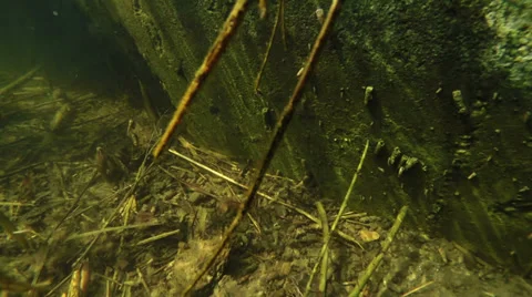 Underwater World 3 Stock-Footage 36766234