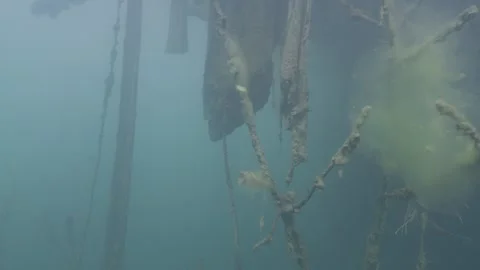 Underwater world with algae and tree branches and nylons in the depths of a lake Stock-Footage 254470001