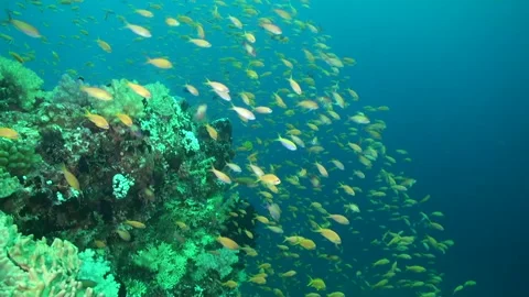 Underwater world is animated by school of small yellow fish in Maldives. Video stock 246729050