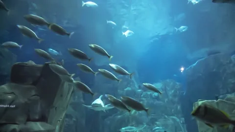 Underwater world in the aquarium with fish Stock Footage 148052245