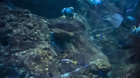 Underwater world in the aquarium with fish Stock Footage 148053209