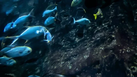 Underwater world in the aquarium with fish Stock Footage 148053223