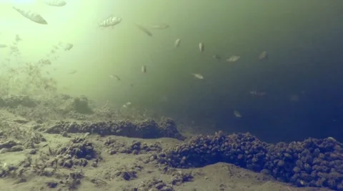 Underwater world  at the bottom of the river Stock Footage 58110488