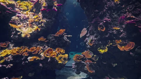 Underwater world: bright exotic fish under water Stock Footage 301571228