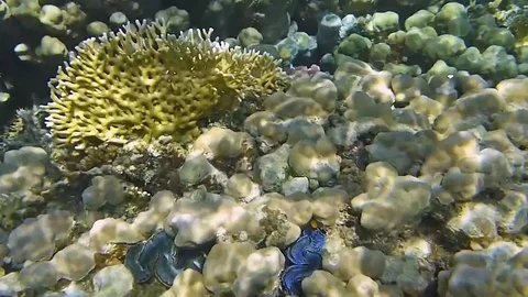 Underwater world with coral and tropical fish Stock Footage