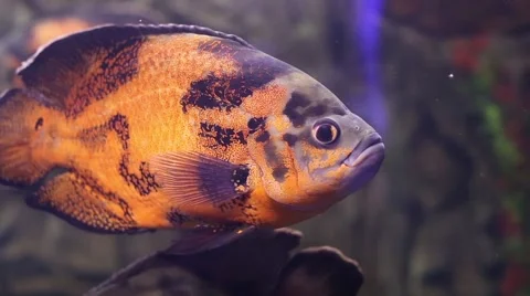 Underwater world. Coral fishes of Red sea. Egypt Stock Footage 59762763