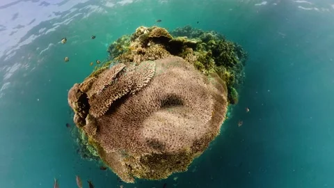The underwater world of a coral reef. Stock Footage 219931206