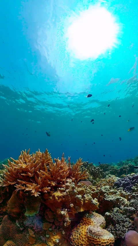 The underwater world of a coral reef. Stock Footage 310069980
