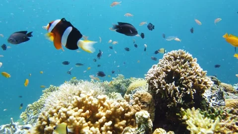 The underwater world of a coral reef. Leyte, Philippines. Stock Footage 152017557