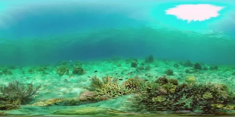 The underwater world of a coral reef. Philippines. Virtual Reality 360 Stock Footage 145459010