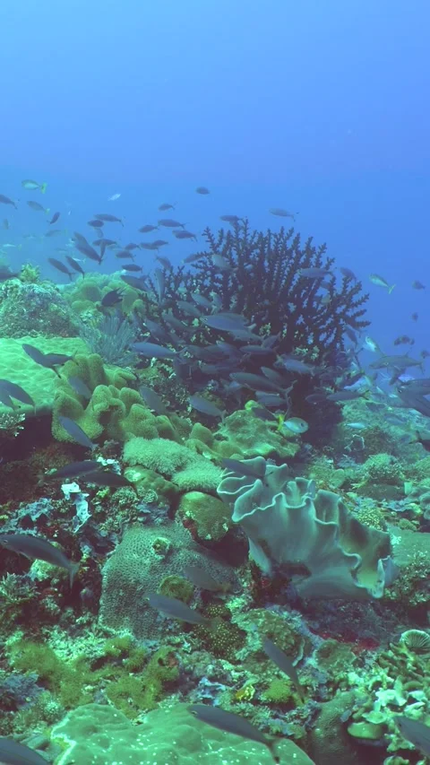 The underwater world of a coral reef. Philippines. Vídeos de archivo 273018853