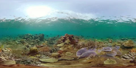 The underwater world of a coral reef. Virtual Reality 360 Stock Footage 231959065
