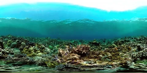 The underwater world of a coral reef. Virtual Reality 360 Stock Footage 232499762