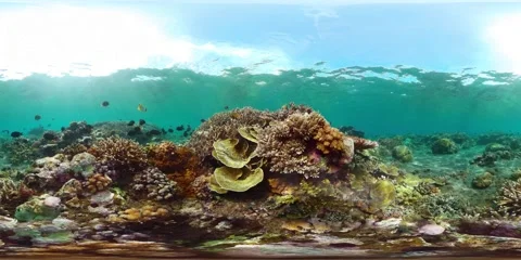 The underwater world of a coral reef. Virtual Reality 360 Stock Footage 238830872
