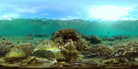 The underwater world of a coral reef. Virtual Reality 360 Stock Footage 271130805