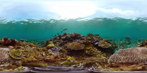 The underwater world of a coral reef. Virtual Reality 360 Stock Footage 271131040