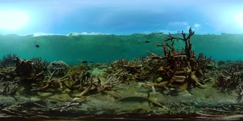 The underwater world of a coral reef. Virtual Reality 360 Stock Footage 271131132