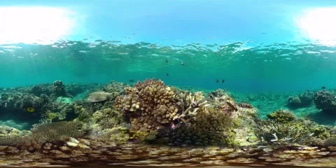 The underwater world of a coral reef. Virtual Reality 360 Stock Footage 271131551