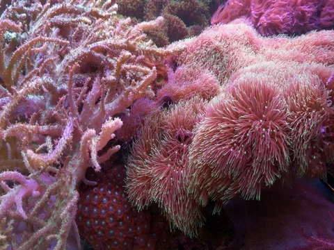 Underwater world with corals Stock Footage 81838865