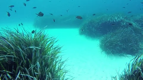 Underwater world in Croatia Stock Footage 84227366