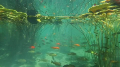 Underwater world with different fish Stock Footage 310656781