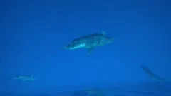 Extreme close-up of blobfish in water, Stock Video