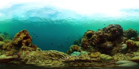 Underwater world filled with colorful fish and corals. Stock Footage 323042453