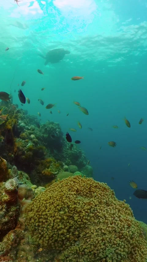 Underwater world filled with fish and corals. Stock Footage 267403758