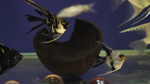 The underwater world of fish 2 Stock Footage 32107969