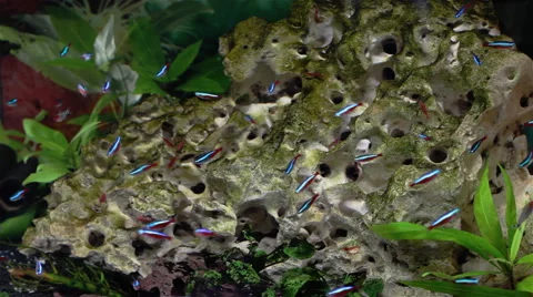 The Underwater World Of Fish 2 Stock Footage 43641420