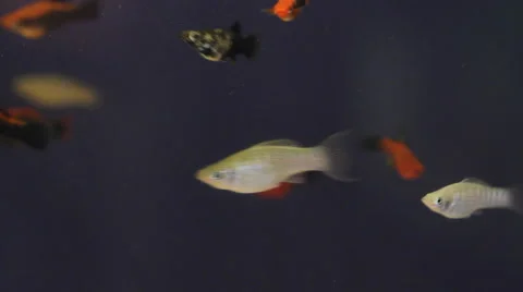 The Underwater World Of Fish 2 Stock Footage 60630264