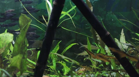 The Underwater World Of Fish 4 Stock Footage 43641093