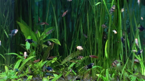 The Underwater World Of Fish 5 Видео 43641234