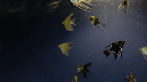 The Underwater World Of Fish 8 Stock-Footage 43641437