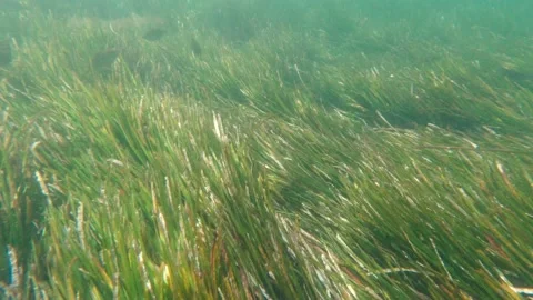 Underwater World Fish Algae Stock Footage 157954750
